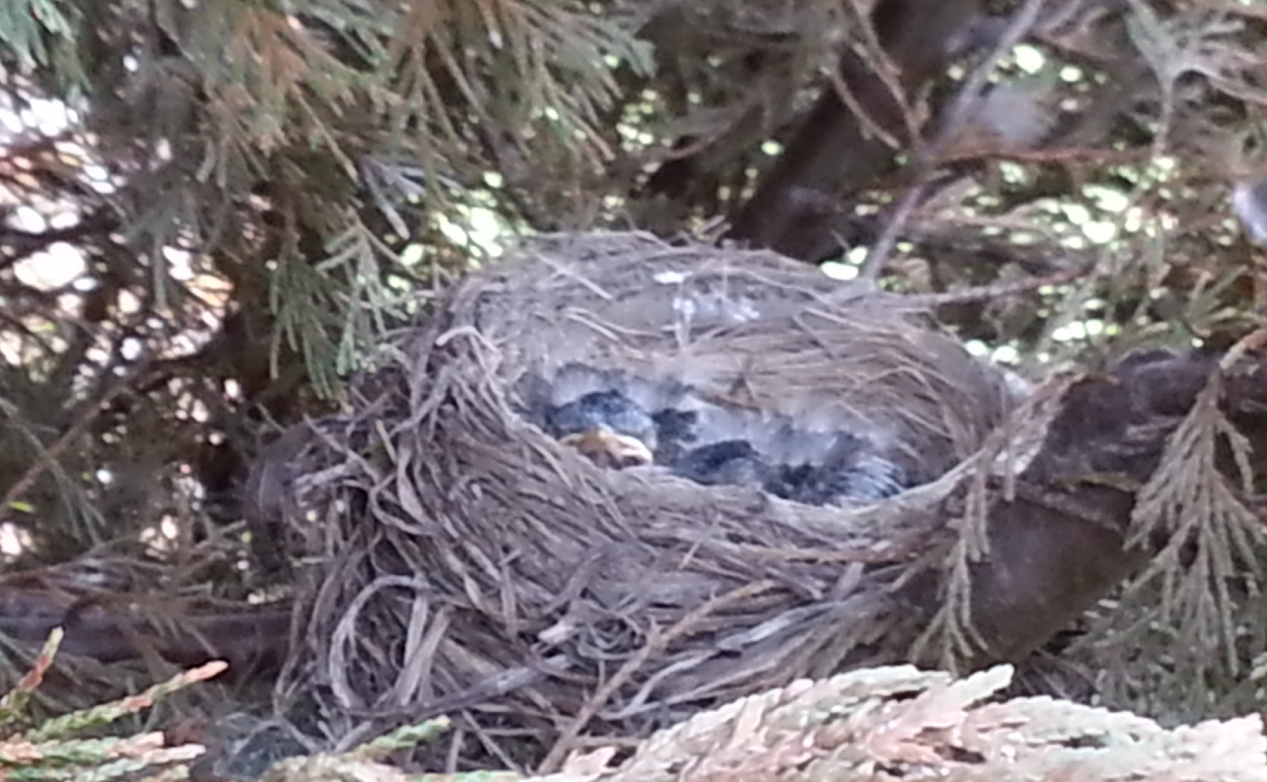 Neighborhood Nestwatch