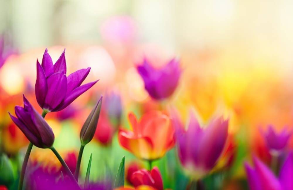 4 Ideas For Caregivers In Spring