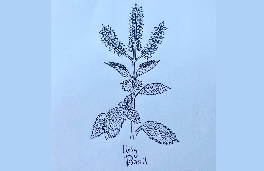 January's Botanicals of the Month | Holy Basil | Simple Suggestions