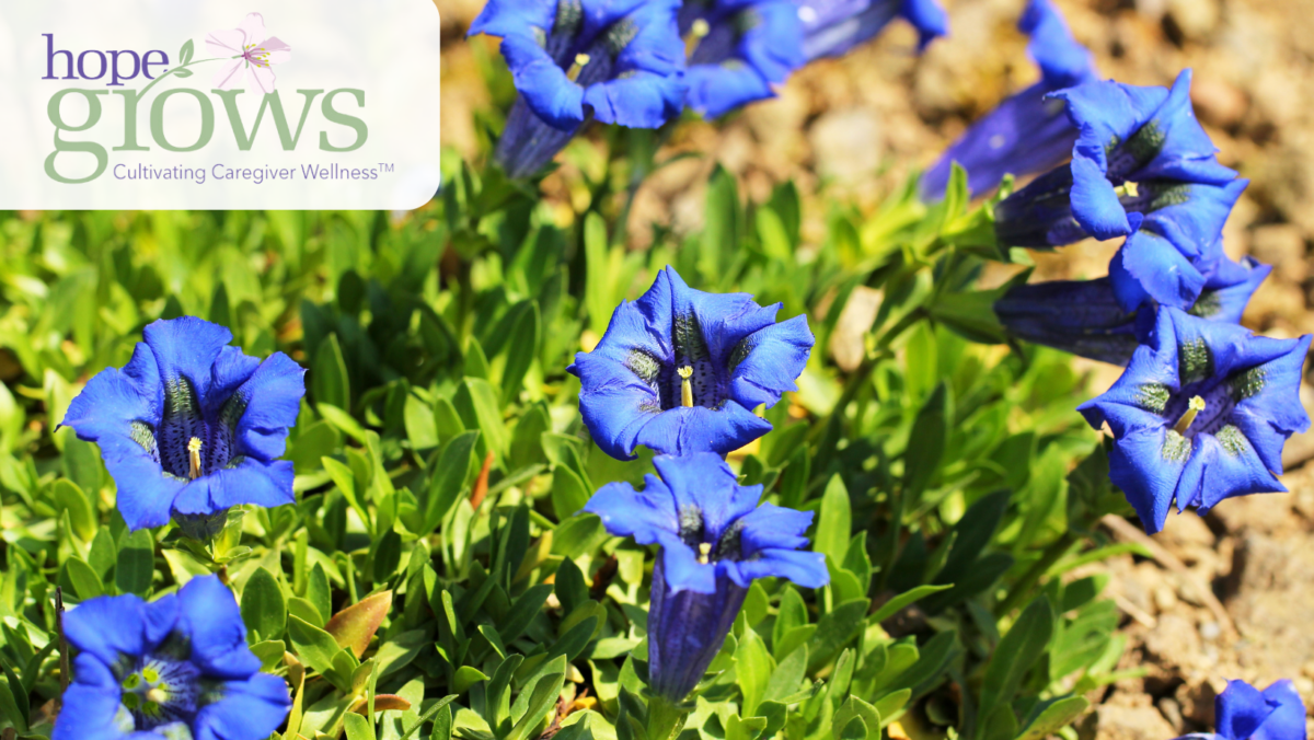 Gentian flowers