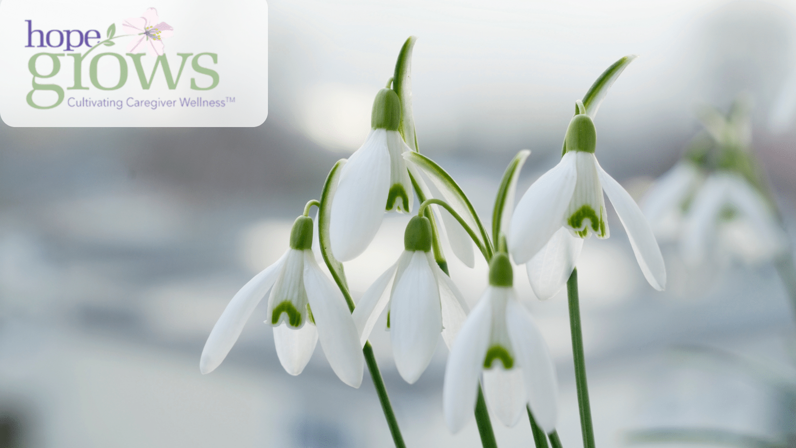 Rooted Stillness: Honoring Winter’s Pause in Grief and Care