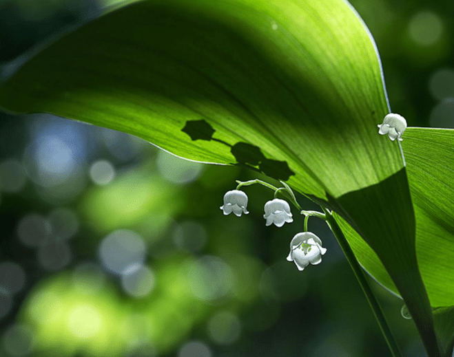 Lilly of the Valley 1