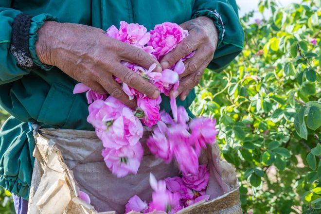 Rose petals in hand