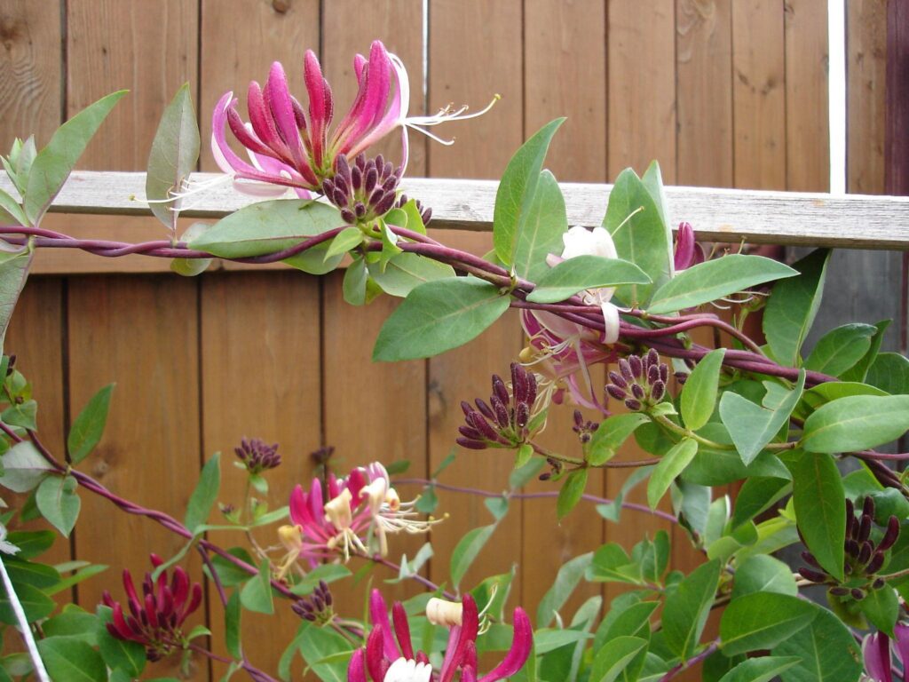 Honeysuckle