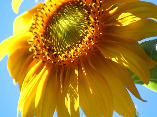 Resilience & Vitality