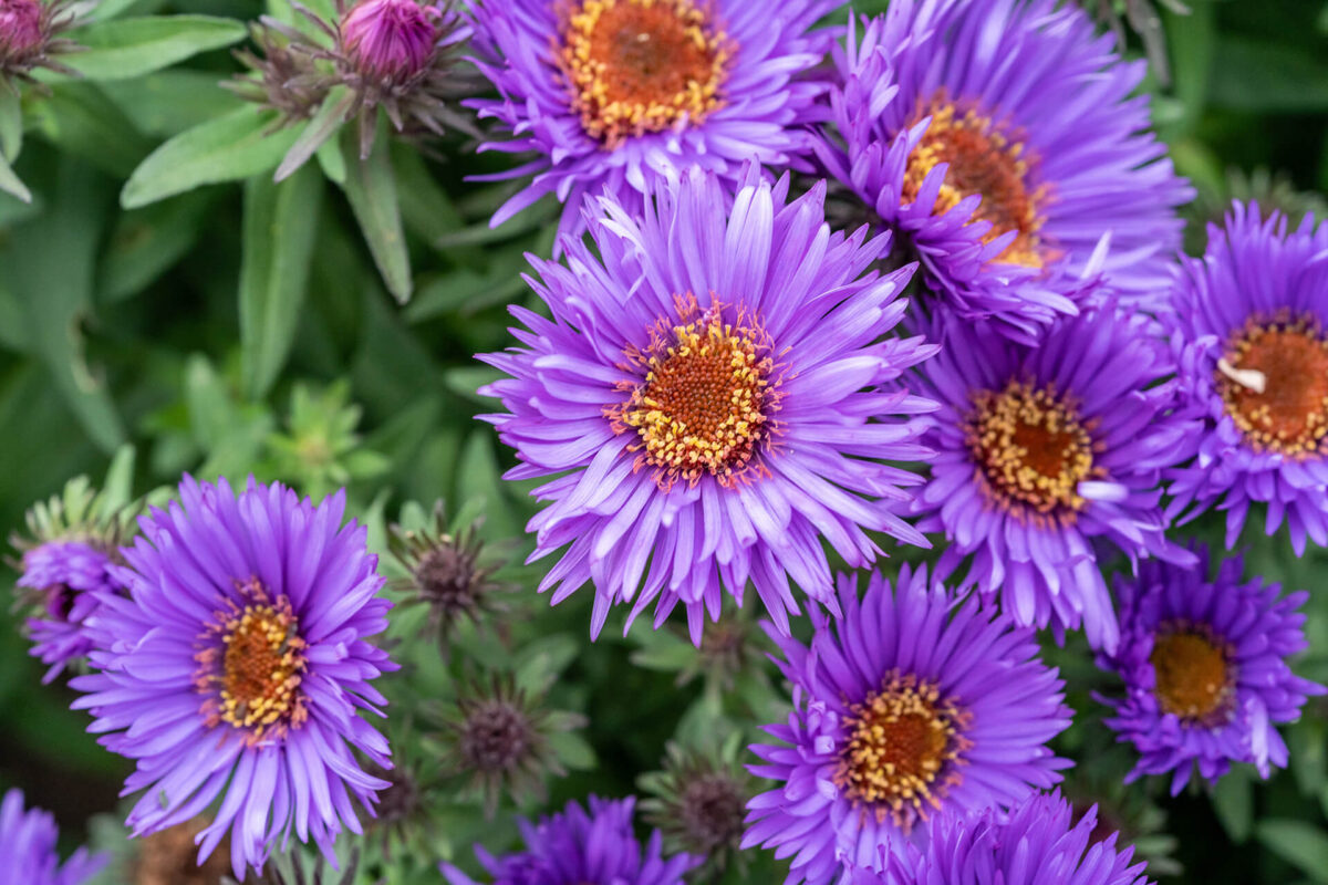 Garden of purple aster flowers