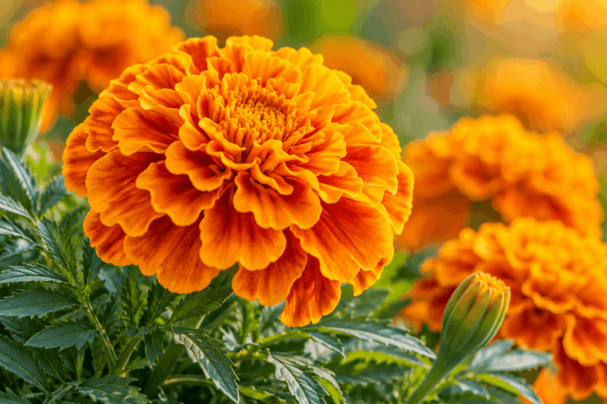 Sunlit Marigold Garden Close Up